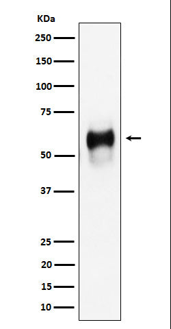 Anti-CD58 Rabbit Monoclonal Antibody