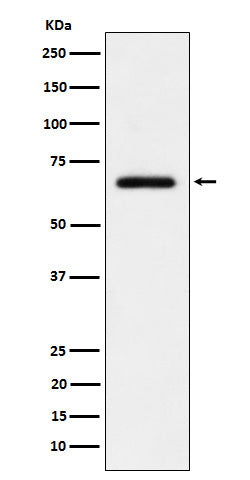 Anti-USP39 Rabbit Monoclonal Antibody