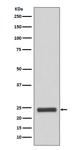 Anti-MRRF Rabbit Monoclonal Antibody