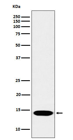 Anti-MonoMethyl-Histone H2B (Lys116) Rabbit Monoclonal Antibody