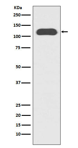 Anti-CD133 Rabbit Monoclonal Antibody