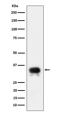 Anti-CD24 Rabbit Monoclonal Antibody