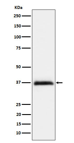 Anti-Repulsive guidance molecule A Rabbit Monoclonal Antibody