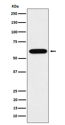 Anti-TUB1 Rabbit Monoclonal Antibody