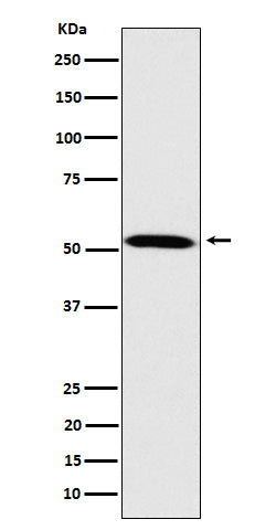 Anti-Fukutin Rabbit Monoclonal Antibody