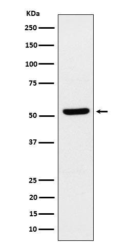 Anti-ZPR1 Rabbit Monoclonal Antibody