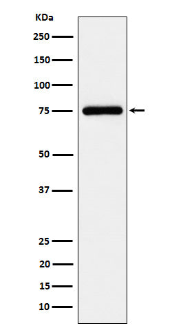 Anti-TUG Rabbit Monoclonal Antibody