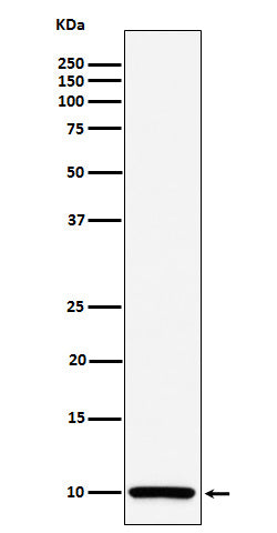 Anti-COX6B1 Rabbit Monoclonal Antibody