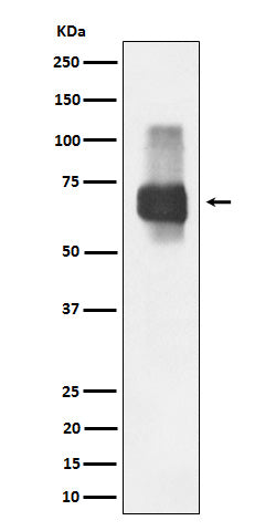 Anti-CD84 Rabbit Monoclonal Antibody