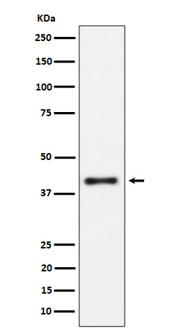 Anti-IL-15RA Rabbit Monoclonal Antibody