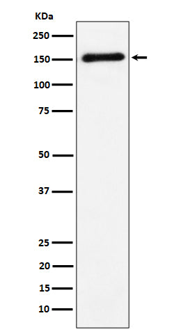 Anti-BIG-2 Rabbit Monoclonal Antibody