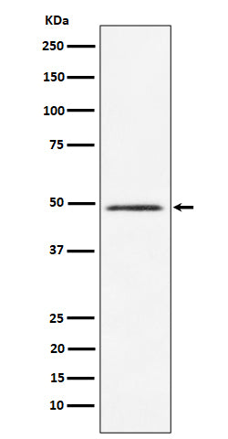 Anti-HEAB Rabbit Monoclonal Antibody