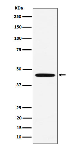 Anti-MC-2 Rabbit Monoclonal Antibody