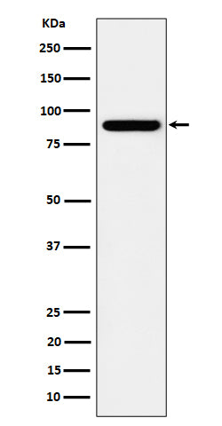 Anti-HOOK2 Rabbit Monoclonal Antibody