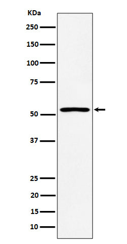 Anti-SAMM50 Rabbit Monoclonal Antibody