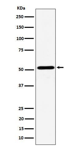 Anti-NPY5R Rabbit Monoclonal Antibody