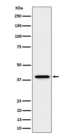 Anti-WDR68 Rabbit Monoclonal Antibody