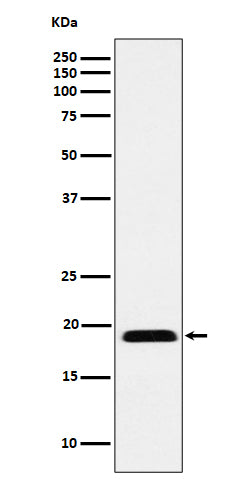 Anti-MYL12B Rabbit Monoclonal Antibody