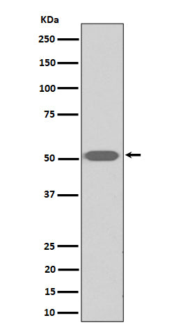 Anti-Thromboxane A2 receptor Rabbit Monoclonal Antibody