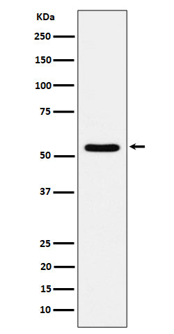 Anti-TOE1 Rabbit Monoclonal Antibody