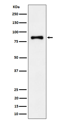 Anti-ALDH16A1 Rabbit Monoclonal Antibody