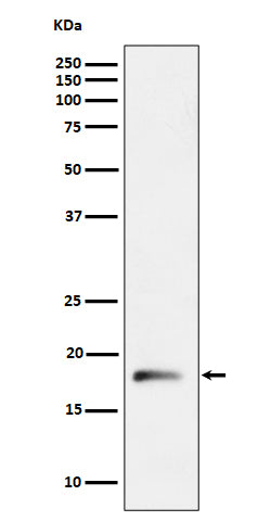 Anti-RPL26L1 Rabbit Monoclonal Antibody