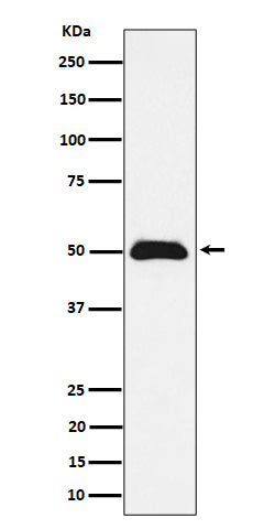 Anti-CCDC98 Rabbit Monoclonal Antibody