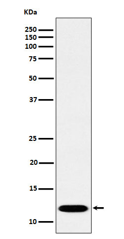 Anti-PCBD1 Rabbit Monoclonal Antibody