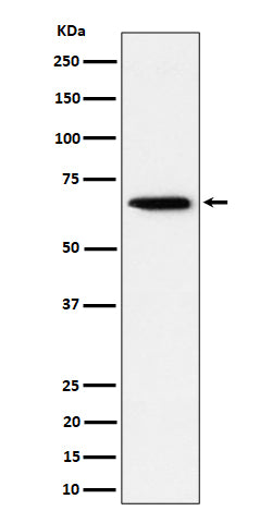 Anti-Sterol carrier 2 Rabbit Monoclonal Antibody