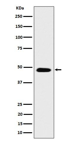 Anti-CSN4 Rabbit Monoclonal Antibody