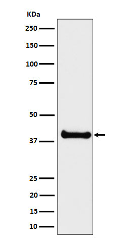 Anti-NIF3L1 Rabbit Monoclonal Antibody
