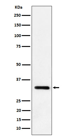 Anti-IL-33 Rabbit Monoclonal Antibody