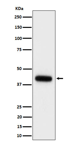 Anti-Clusterin Rabbit Monoclonal Antibody