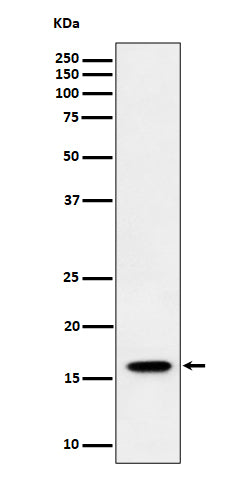 Anti-TCEB2 Rabbit Monoclonal Antibody