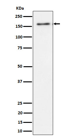 Anti-TMF Rabbit Monoclonal Antibody