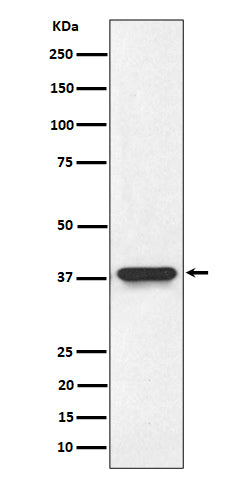 Anti-NMI Rabbit Monoclonal Antibody