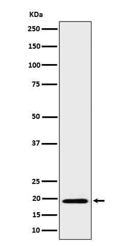 Anti-BCL2L15 Rabbit Monoclonal Antibody