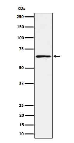 Anti-RIP2 Rabbit Monoclonal Antibody