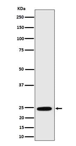 Anti-RalA Rabbit Monoclonal Antibody