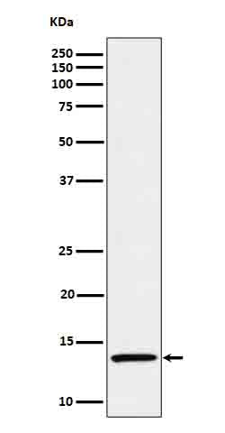 Anti-IL-15 Rabbit Monoclonal Antibody