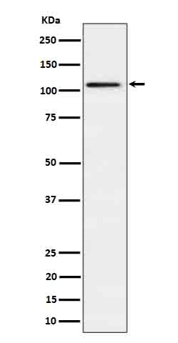 Anti-Ube1L/UBA7 Rabbit Monoclonal Antibody