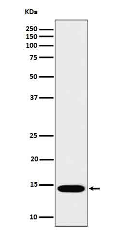 Anti-IL-22 Rabbit Monoclonal Antibody