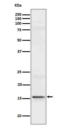 Anti-IL-9 Rabbit Monoclonal Antibody