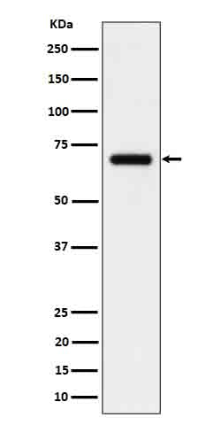Anti-IL-5 Receptor alpha Rabbit Monoclonal Antibody