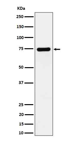 Anti-Dopamine beta Hydroxylase Rabbit Monoclonal Antibody