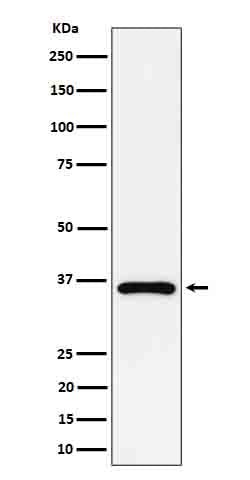 Anti-GAS2 Rabbit Monoclonal Antibody