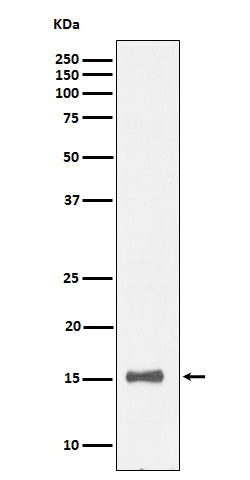 Anti-IL-13 Rabbit Monoclonal Antibody