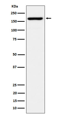 Anti-eIF3A Rabbit Monoclonal Antibody