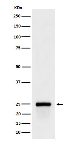 Anti-GSTA4 Rabbit Monoclonal Antibody