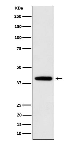 Anti-SEC14L2 Rabbit Monoclonal Antibody